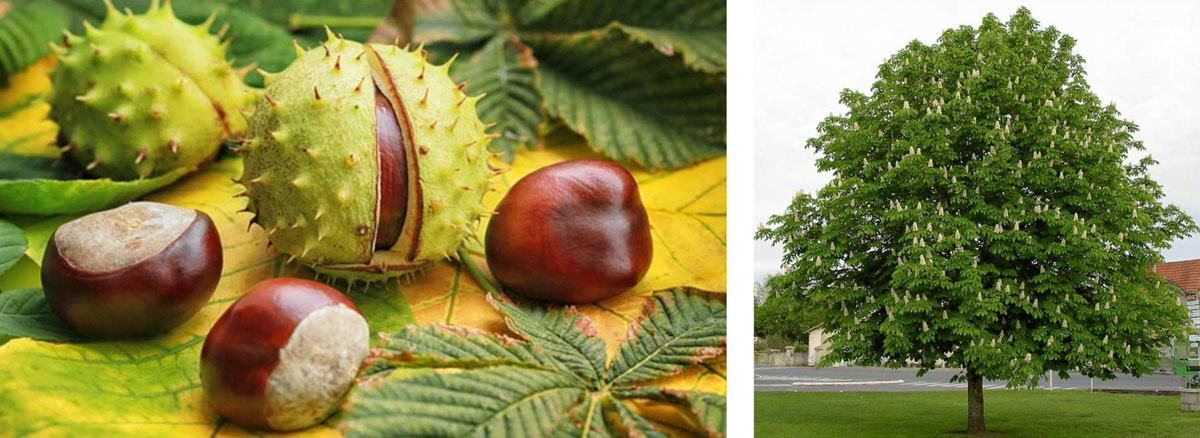 Casta%C3%B1oDelaIndia Casta%C3%B1oDelaIndia