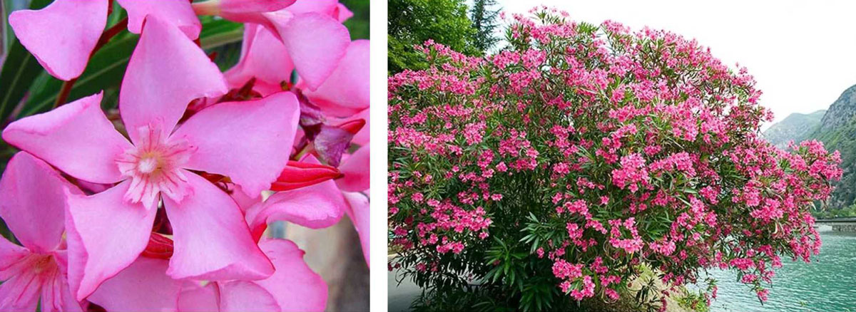 LaureldeJardin LaureldeJardin