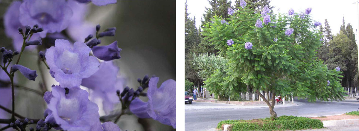 Jacaranda Jacaranda