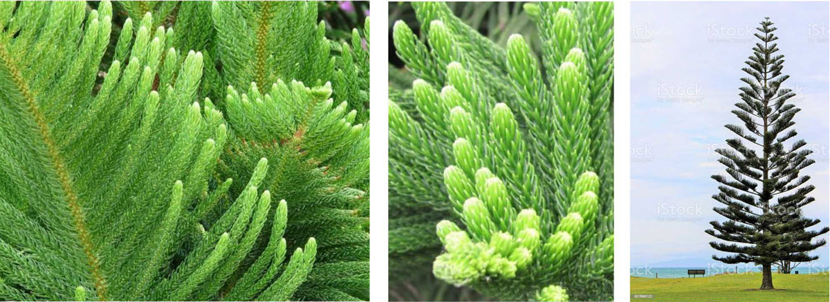 AraucariaEx AraucariaEx