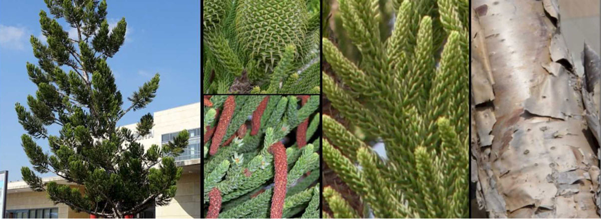 AraucariaAustraliana AraucariaAustraliana