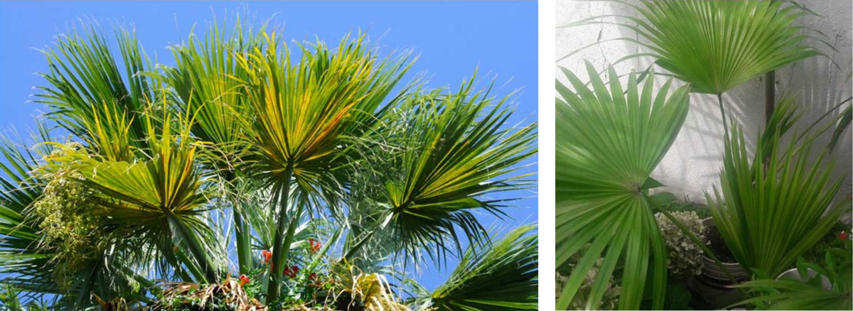 Washingtonia Washingtonia