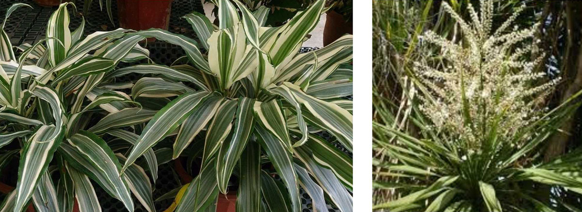 Dracaena Dracaena