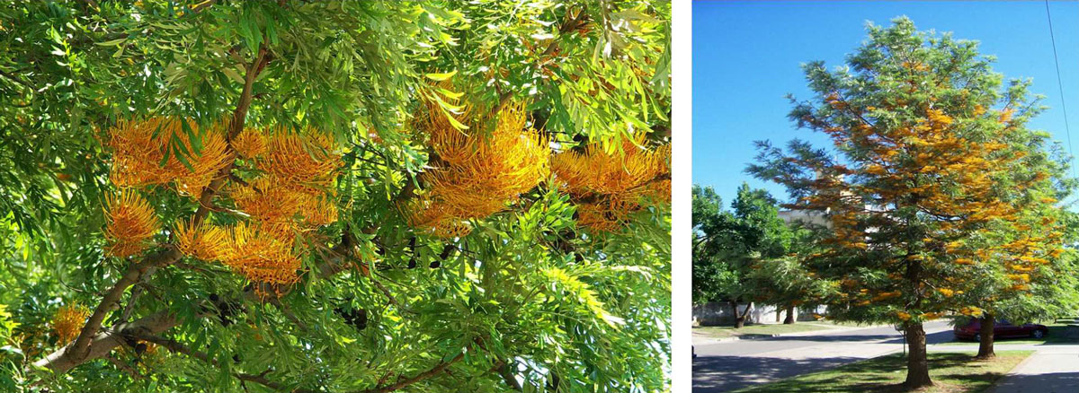 RobleSedoso RobleSedoso