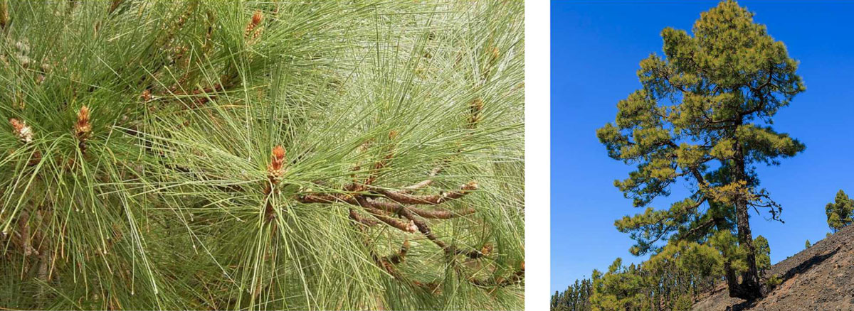 PinoaCanarias PinoaCanarias