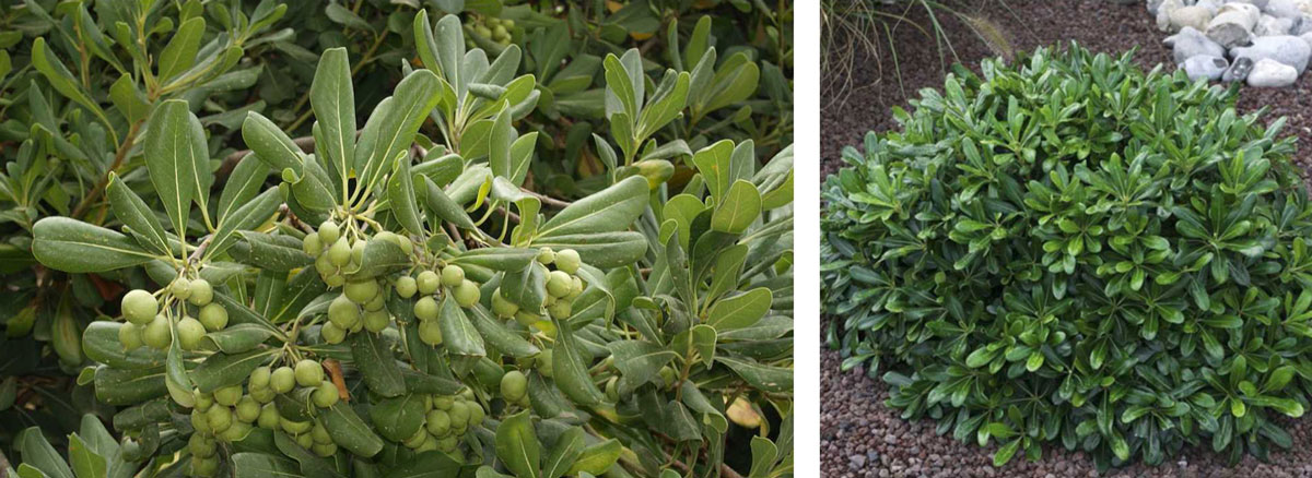 Pittosporum Pittosporum